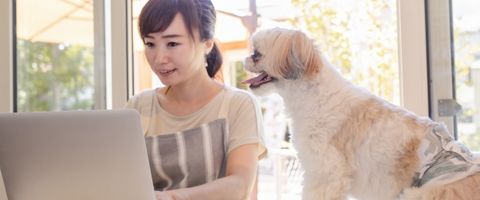 小規模事業者持続化補助金に申請するトリマーのイメージ